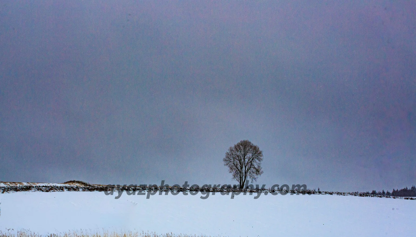 Lone Tree Snowy Landscape Wall Art - Image 2
