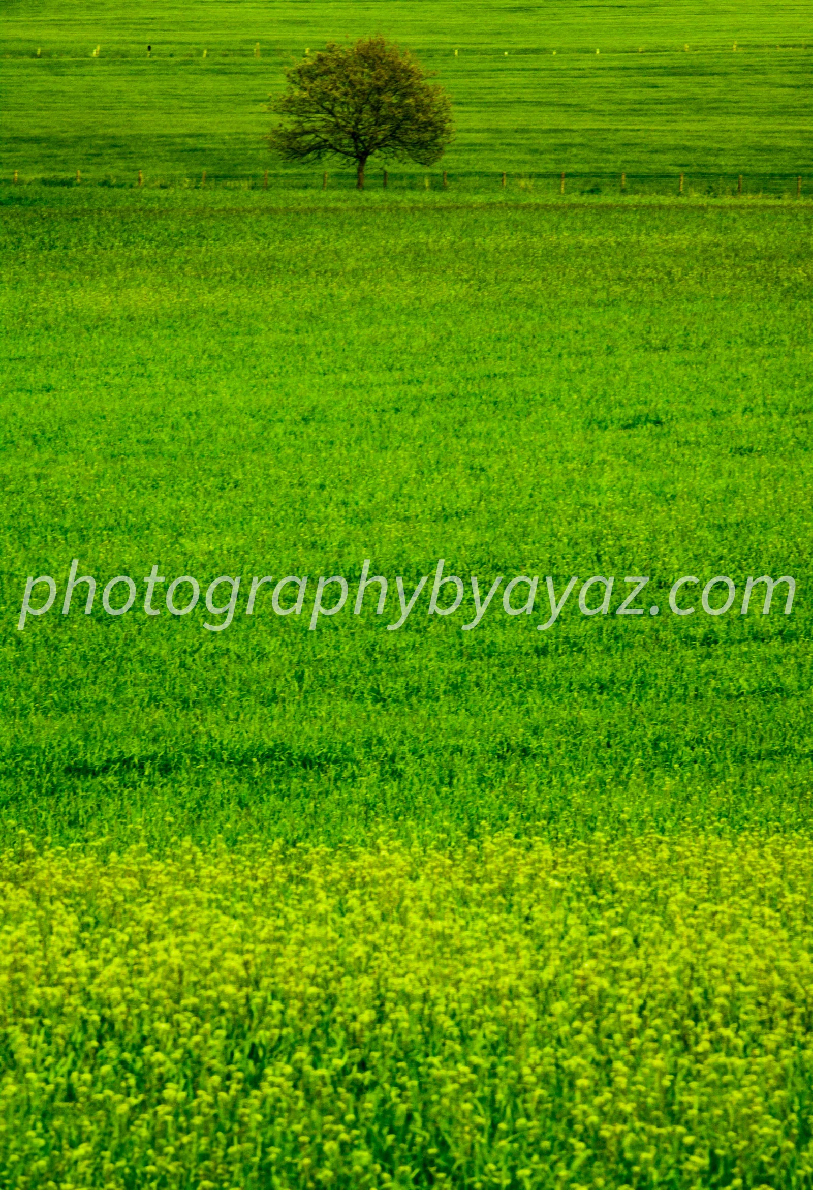 Lone Tree Meadow Wall Art - Image 2
